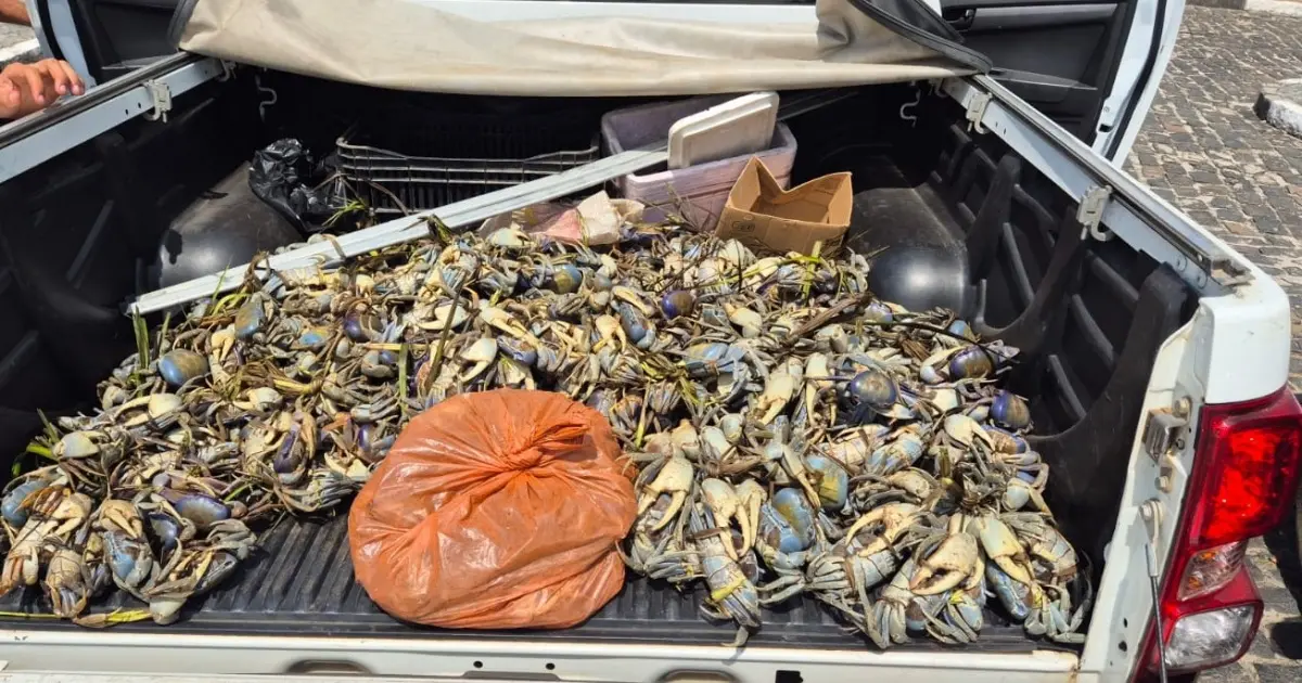 Foto: CIPPA Porto Seguro